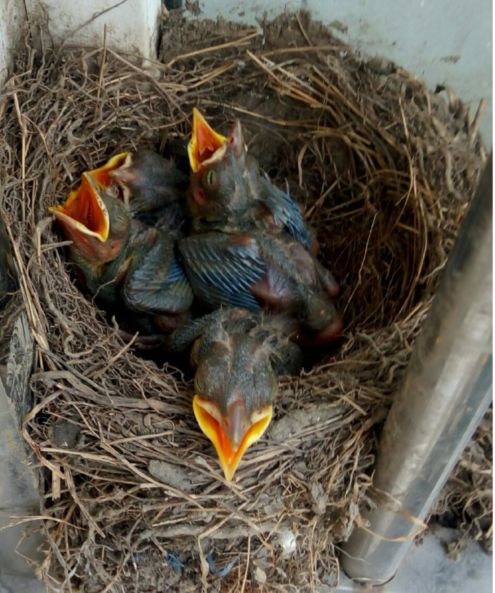 乌鸫鸟归巢的叫声视频,乌鸫归巢