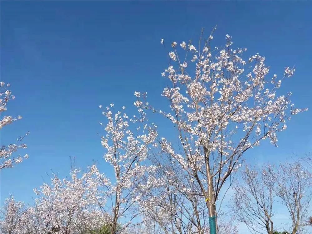 南通是一个什么样的地方,南通是一座浪漫的城市