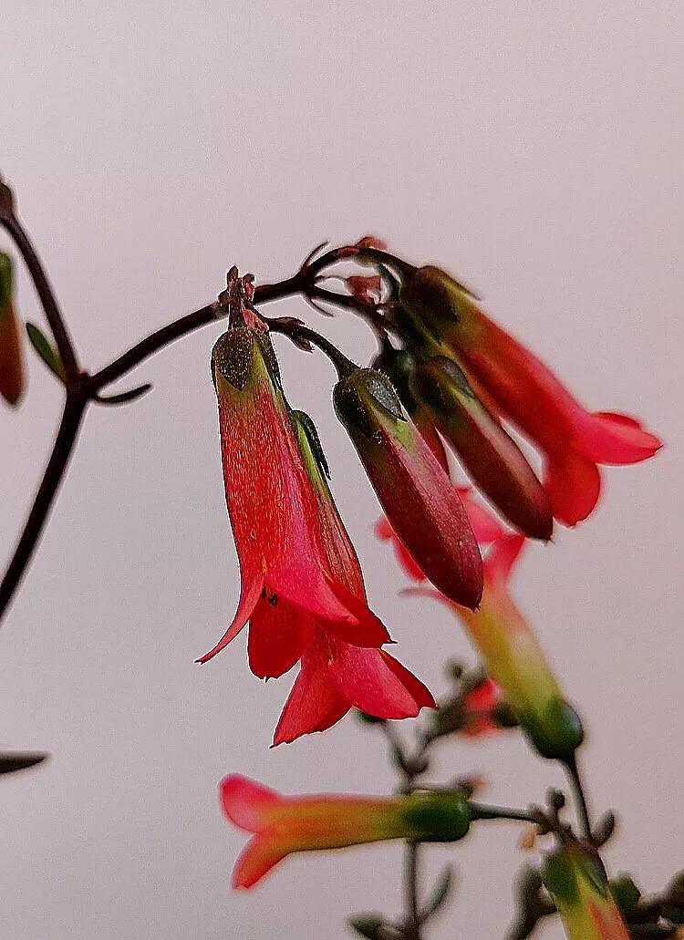 宫灯长寿花开花香吗,宫灯长寿花重瓣好养吗