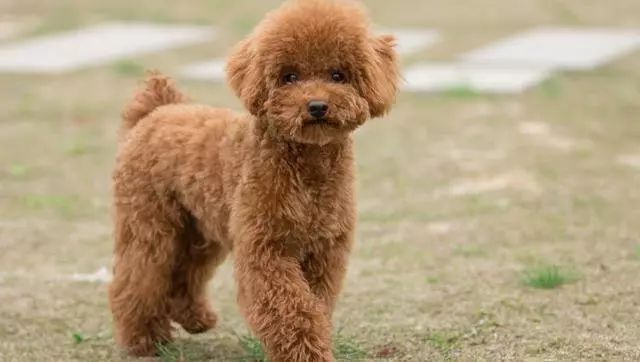 狗狗走路外八字是生病了吗,狗狗后腿外八字怎么矫正