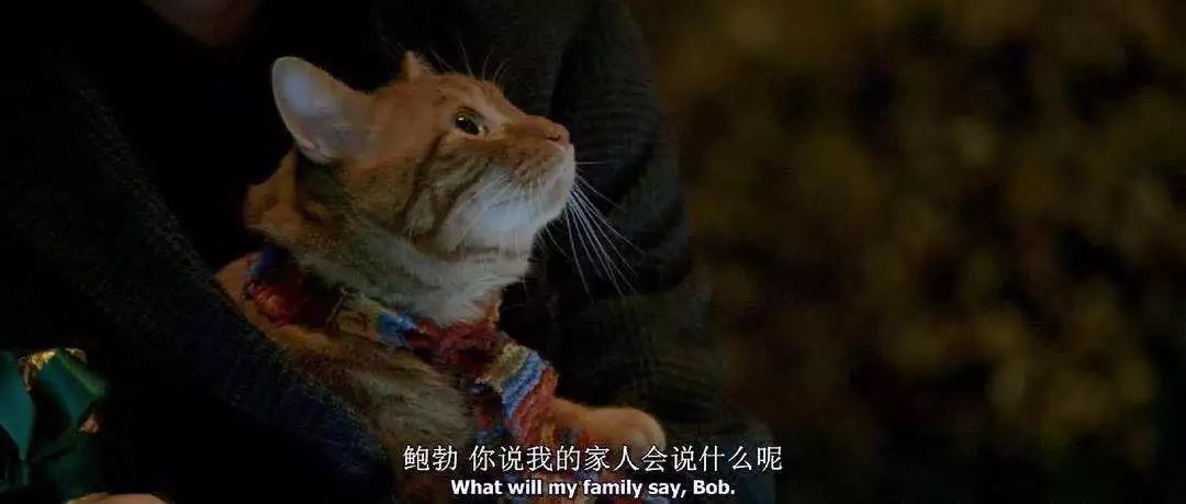 为什么说橘猫招财,橘猫干坏事