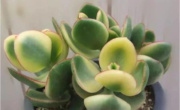 落日之雁多肉怎么养,新花月锦老桩落日之雁多肉植物