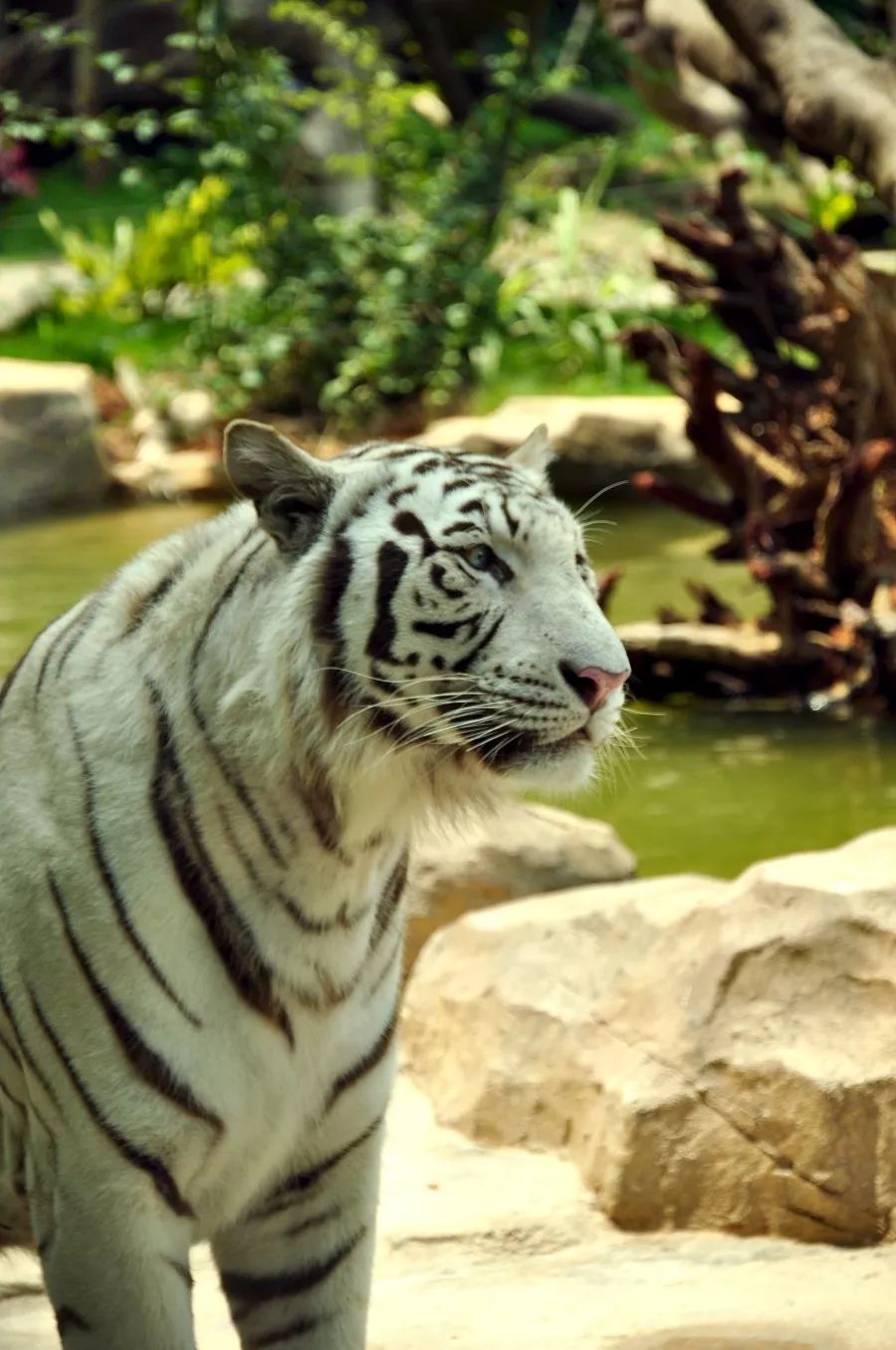 超级详细的广州长隆旅游攻略,超详细的广州长隆游玩攻略