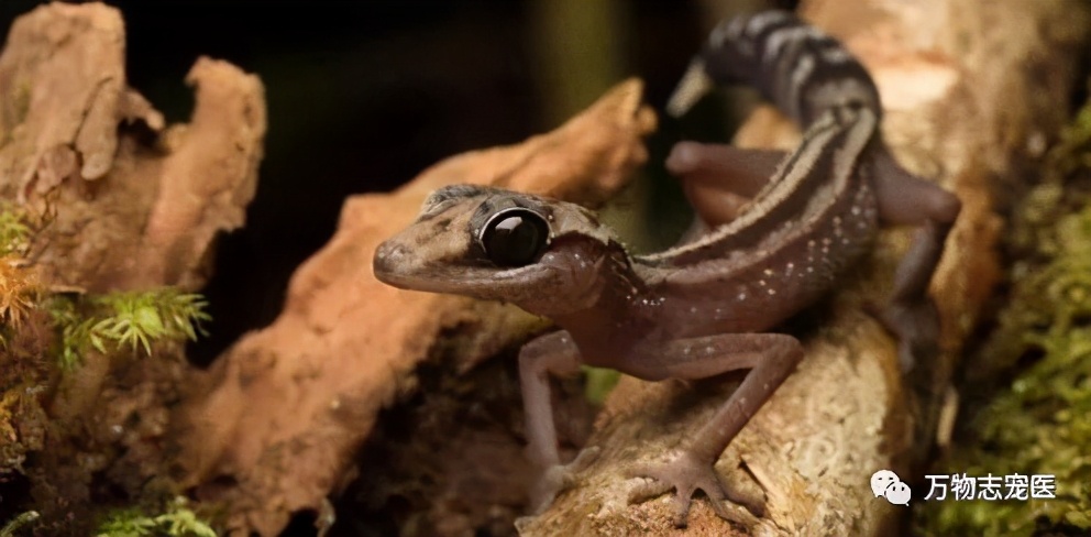 新宠到家,新宠到家注意事项