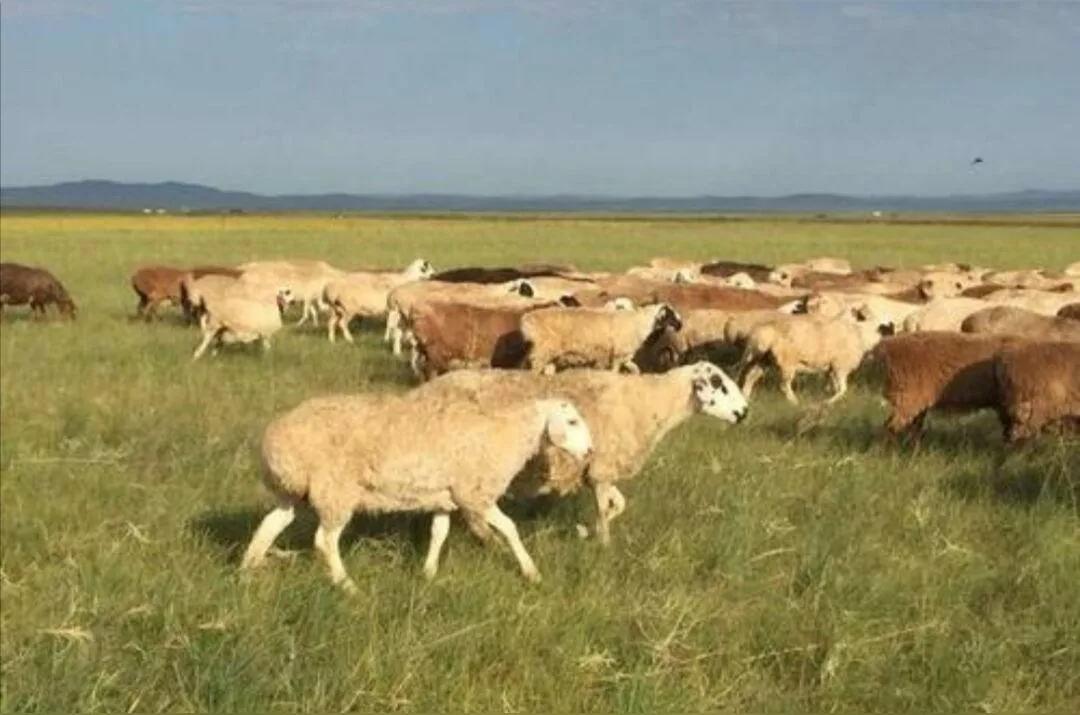 中国特有的一个羊品种,中国特色羊有哪些