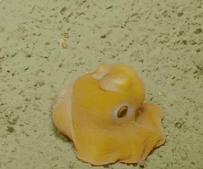 笑不停：老虎：你感动么？狗子：不敢动不敢动。