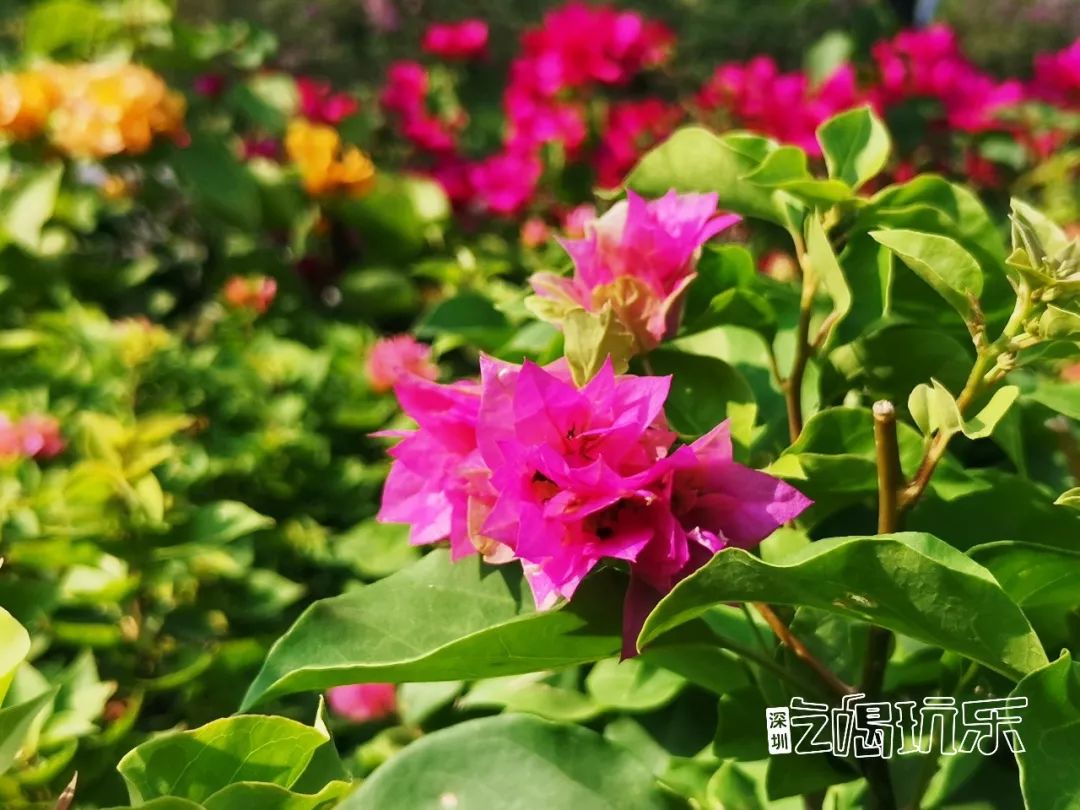 深圳最美簕杜鹃谷公园花海,宝安区花海赏花景点
