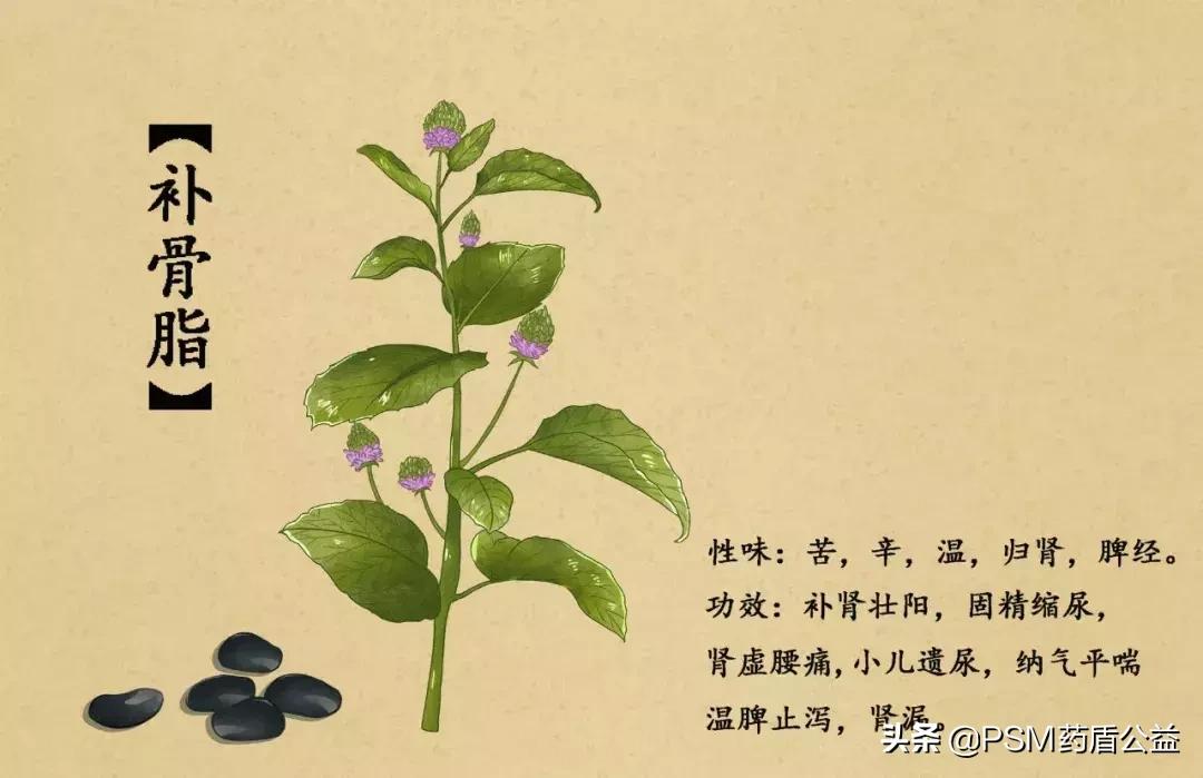 春暖花开手绘视频,春暖花开中药贴画