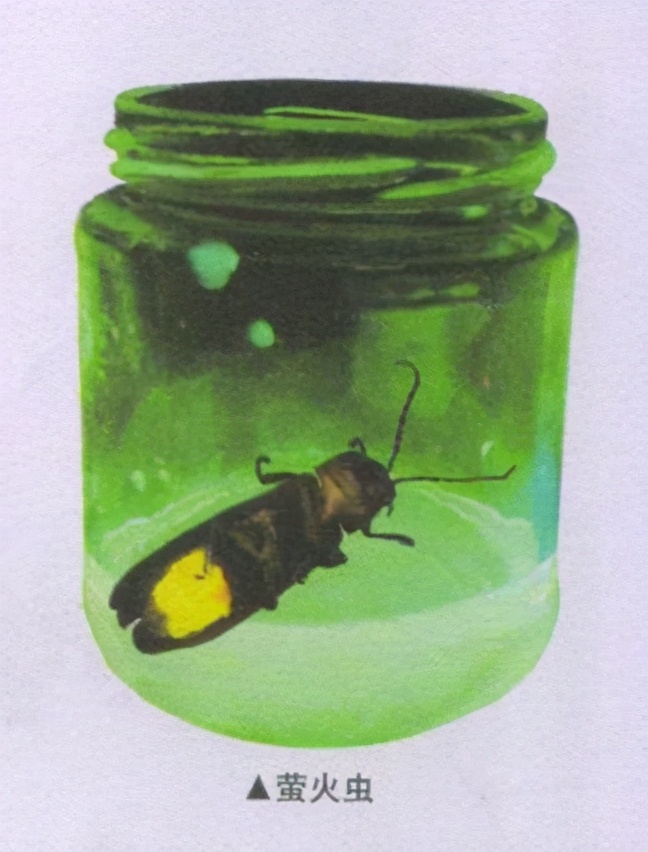 昆虫样子特点,昆虫视觉是什么样的