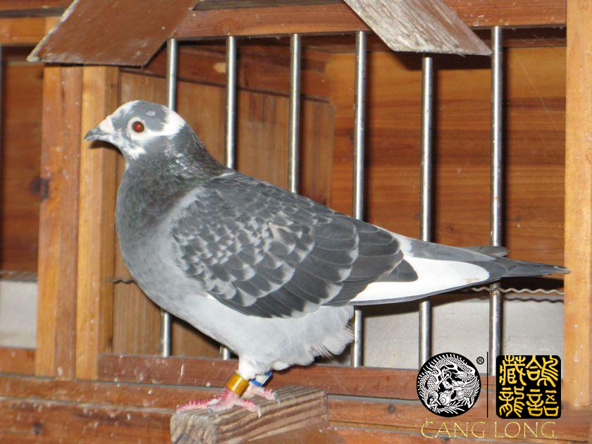 赛鸽名家的养鸽小技巧视频,工薪鸽友养鸽秘籍