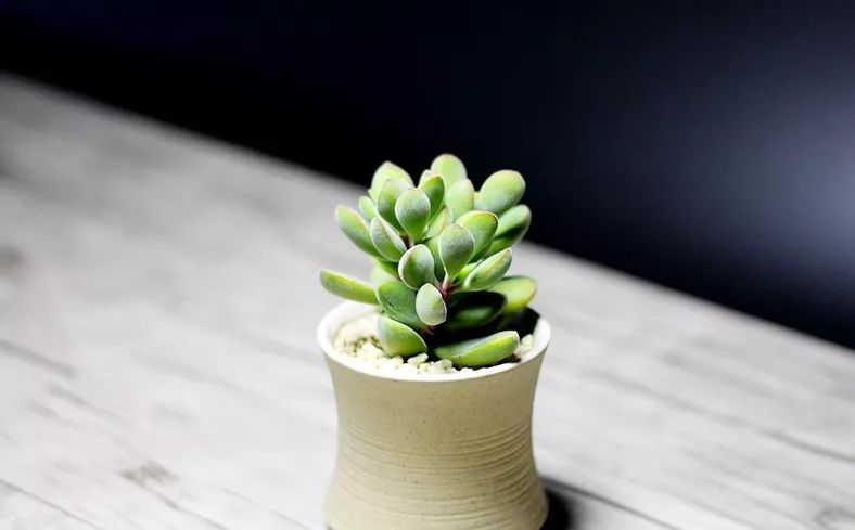 又萌又美丽好养的多肉,哪些多肉是小可爱种的