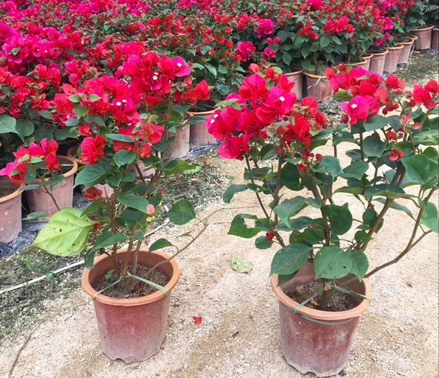 这四种三角梅红得很纯正，色彩鲜艳又漂亮，你喜欢哪一种呢？