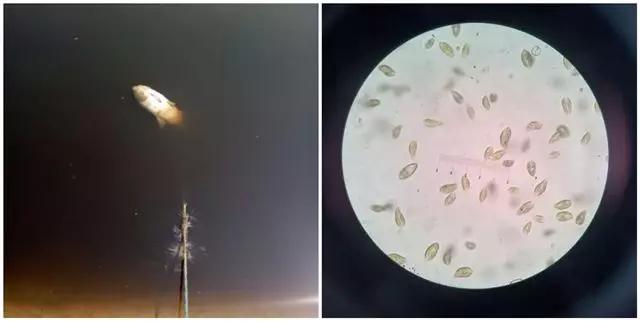 藻类旺盛水色是什么样,通过池塘水色确定藻类植物