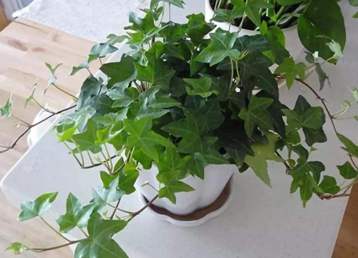 除甲醛的盆栽什么比较好,种植什么植物除甲醛