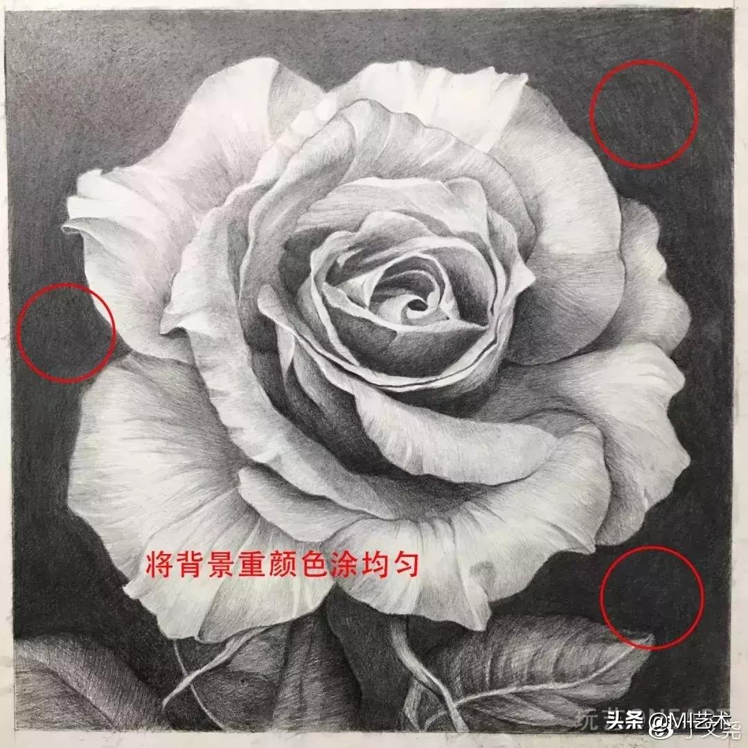 玫瑰花素描临摹高清图片,素描教程画花朵