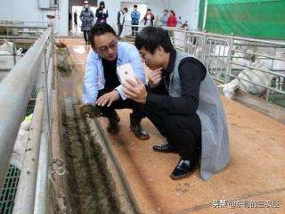 怎样养羊赚钱养羊技术大全,正确养羊方法和注意事项