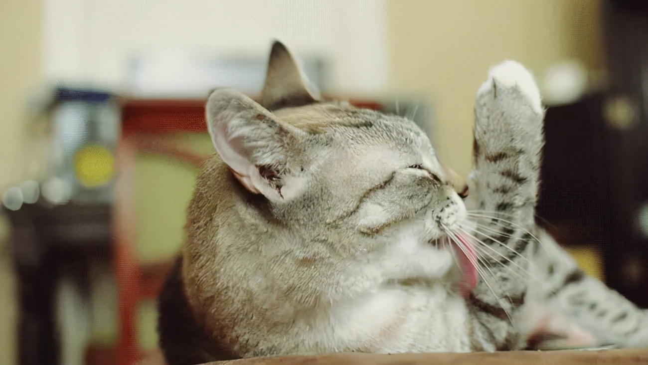 猫罐头里的胶哪些有害,猫咪罐头里面的胶可以吃吗