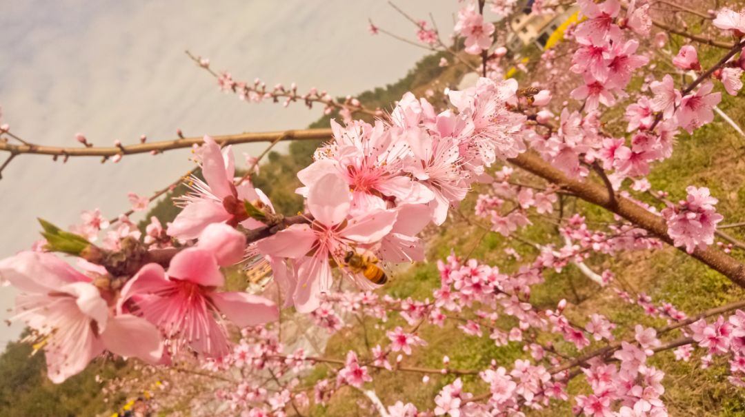 阳春3月桃花与油菜花交相辉映,三月的油菜花和樱花好看吗
