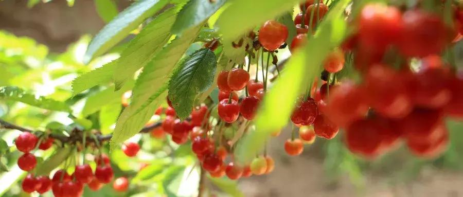 摘樱桃最近的地方西安,西安周边摘樱桃攻略