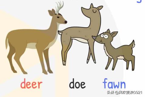 儿童跟读学英语动物单词,看图记单词学口语