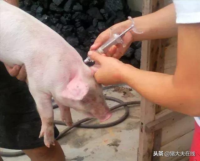 猪场仔猪阉猪技术,养猪场产房阉猪操作