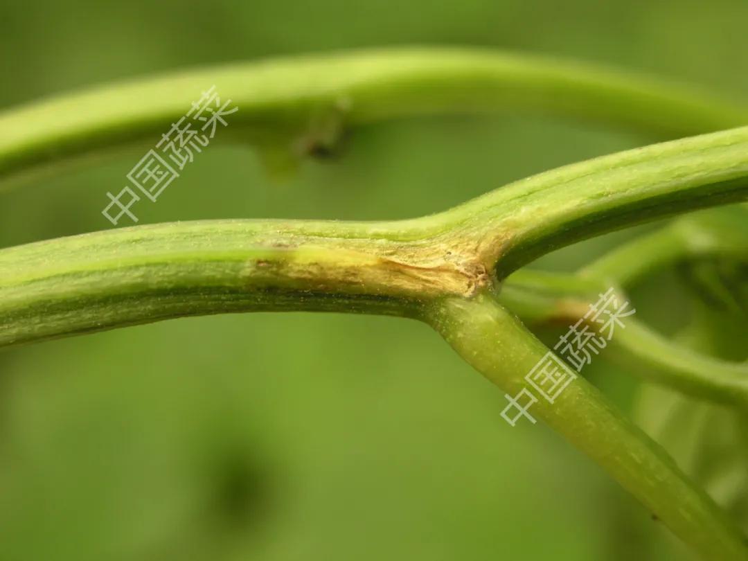 叶片疮痂病,辣椒叶片病害图片与防治措施