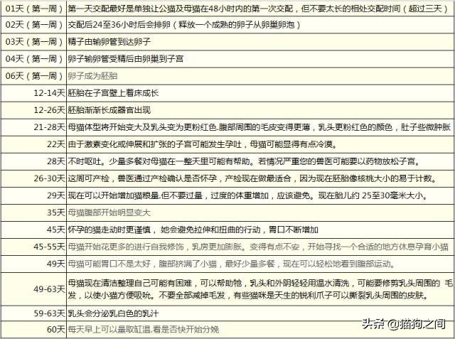 母猫怀孕还能驱虫吗,养小母猫注意事项
