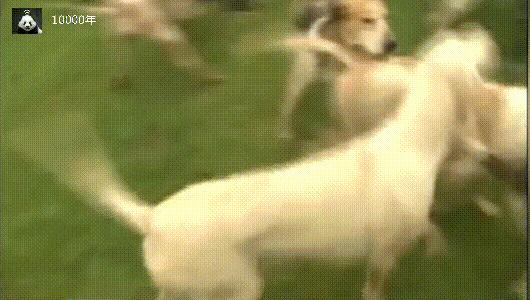 中国嗅觉最好的狗十大排名,世界嗅觉排名前十的狗