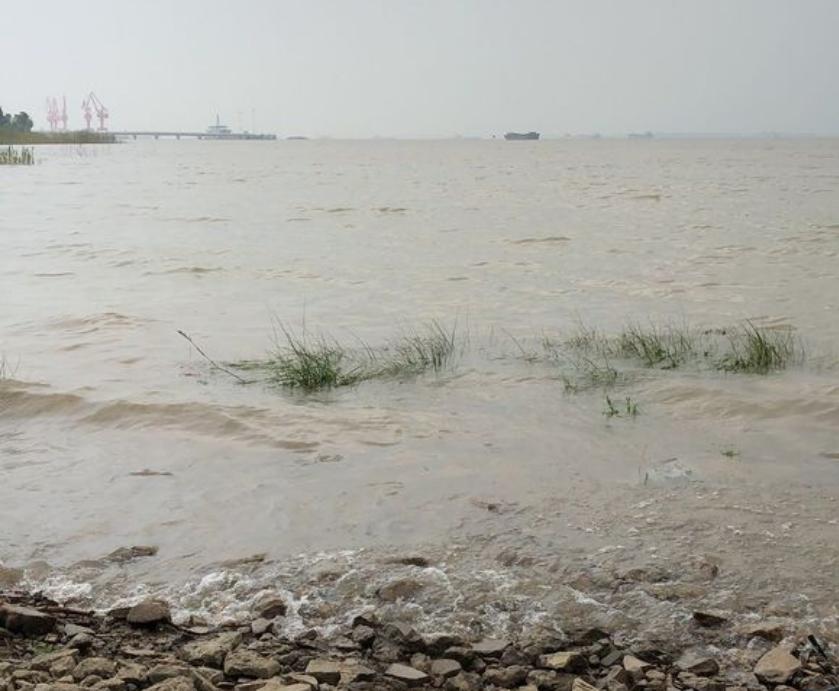 生吞巴西龟罗非鱼,大嘴鲈鱼或成生态救星,网友:大量引进