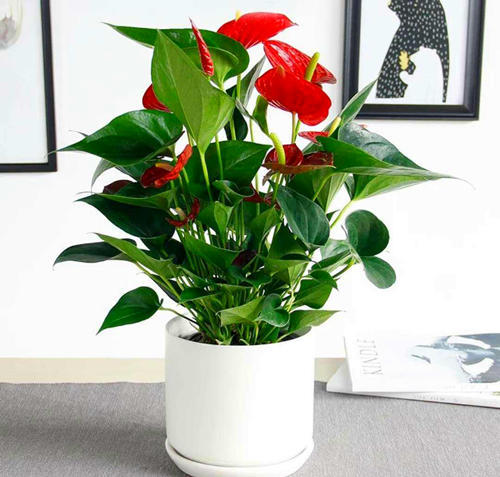 生长旺盛的红掌叶绿如新,红掌花茂盛