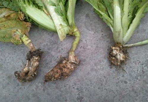 农作物根肿病怎么治,种植蔬菜根腐烂怎么办