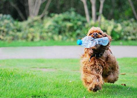 养泰迪犬是我这辈子最不后悔的事,饲养泰迪犬要记住7件事