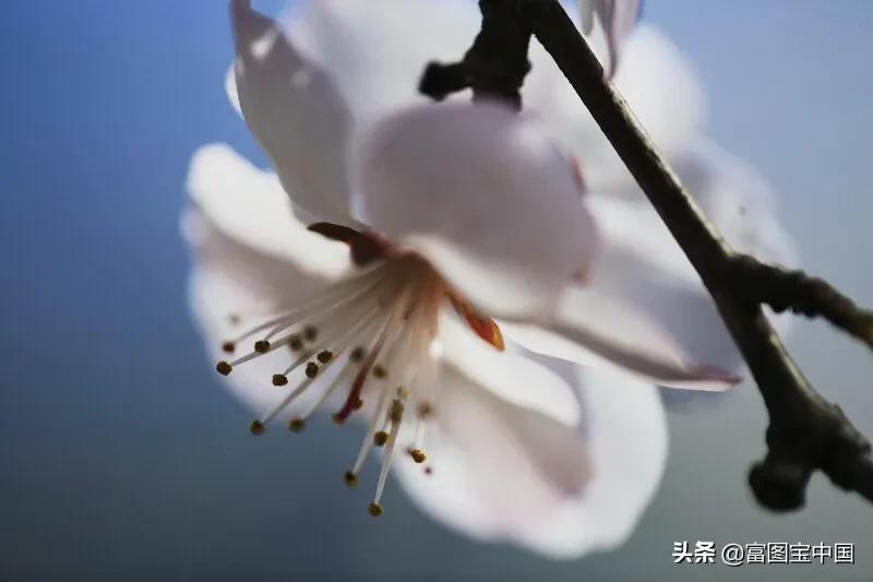 桃花怎么拍才好看,桃花怎么拍摄才能出新意