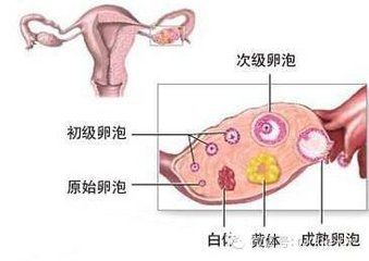 女性右边肚子疼是胃肠疾病吗,女性腹胀难受可能是什么病