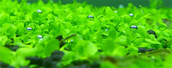 趴地矮珍珠怎么种长得快,趴地矮珍珠如何长得快