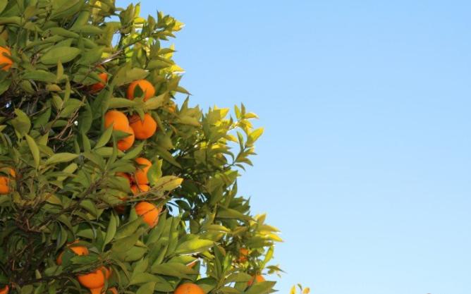 丑橘的食用方法,如何做到丑橘里是沙糖桔