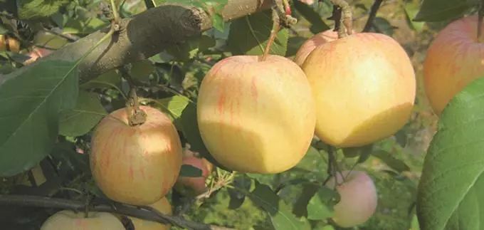 苹果套袋后腐烂啥原因,苹果套袋后管理方法