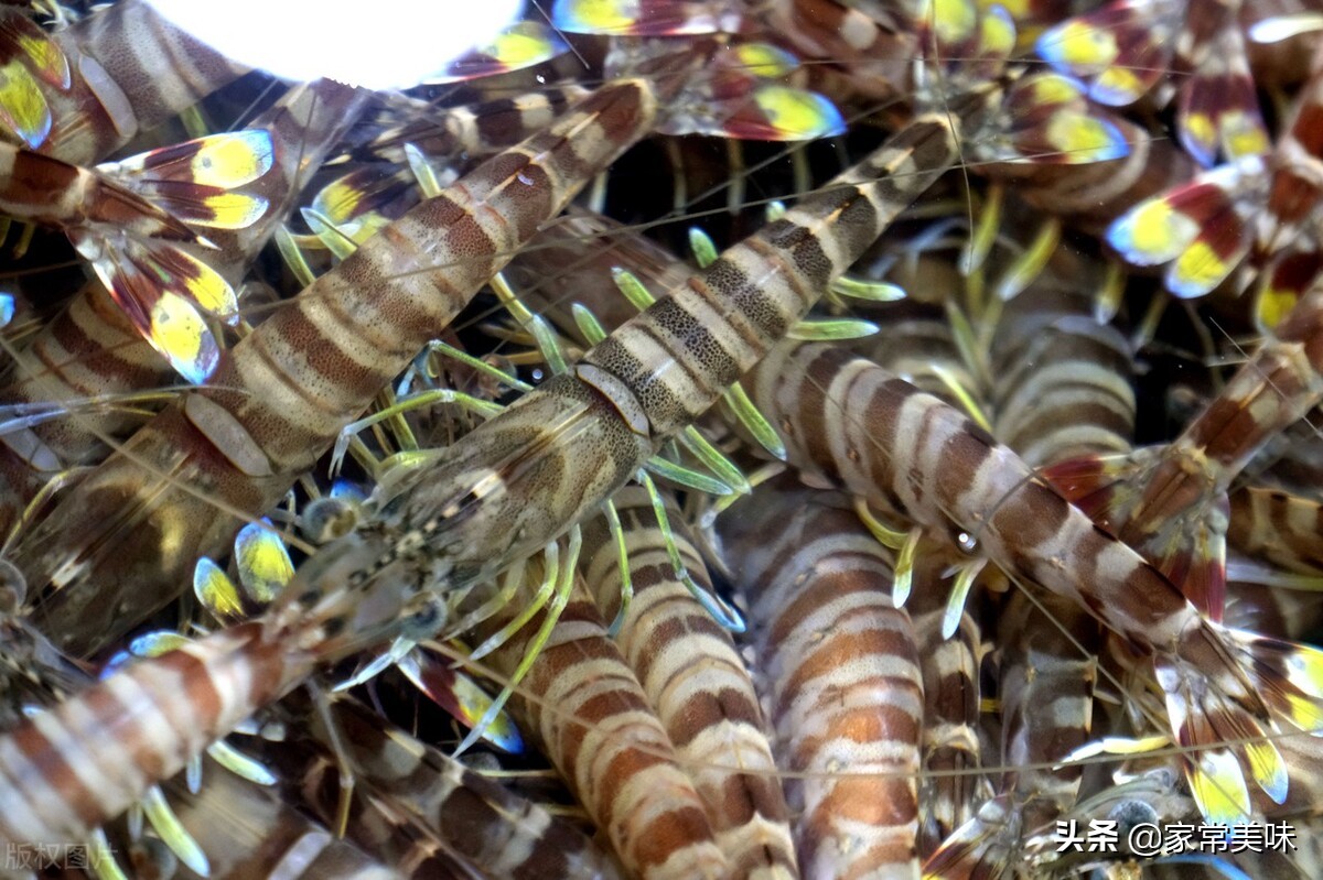 基围虾明虾沙虾罗氏虾大头虾,基围虾和罗氏虾营养一样吗