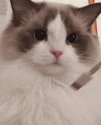 大华1935深度解读,大华1935现在情况