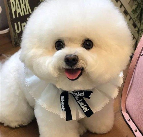 戈赞狗粮好不好,博美肠胃不好能喂土霉素吗