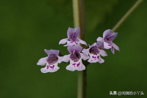 活血丹药用部分,活血丹草图片和功效