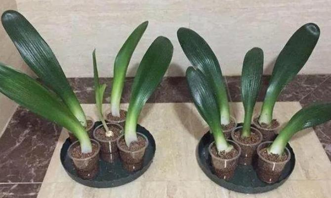 君子兰长出了侧芽怎么养护,君子兰怎么养护容易长侧芽