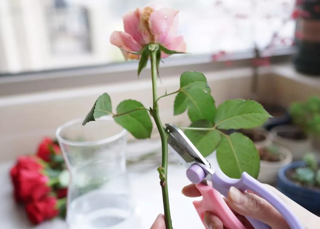 玫瑰养护教程文字,玫瑰养护技巧与方法