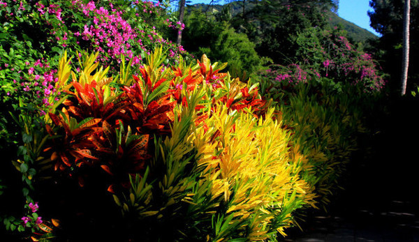 我的海南之旅作文,从海口到三亚感受海南的无限魅力