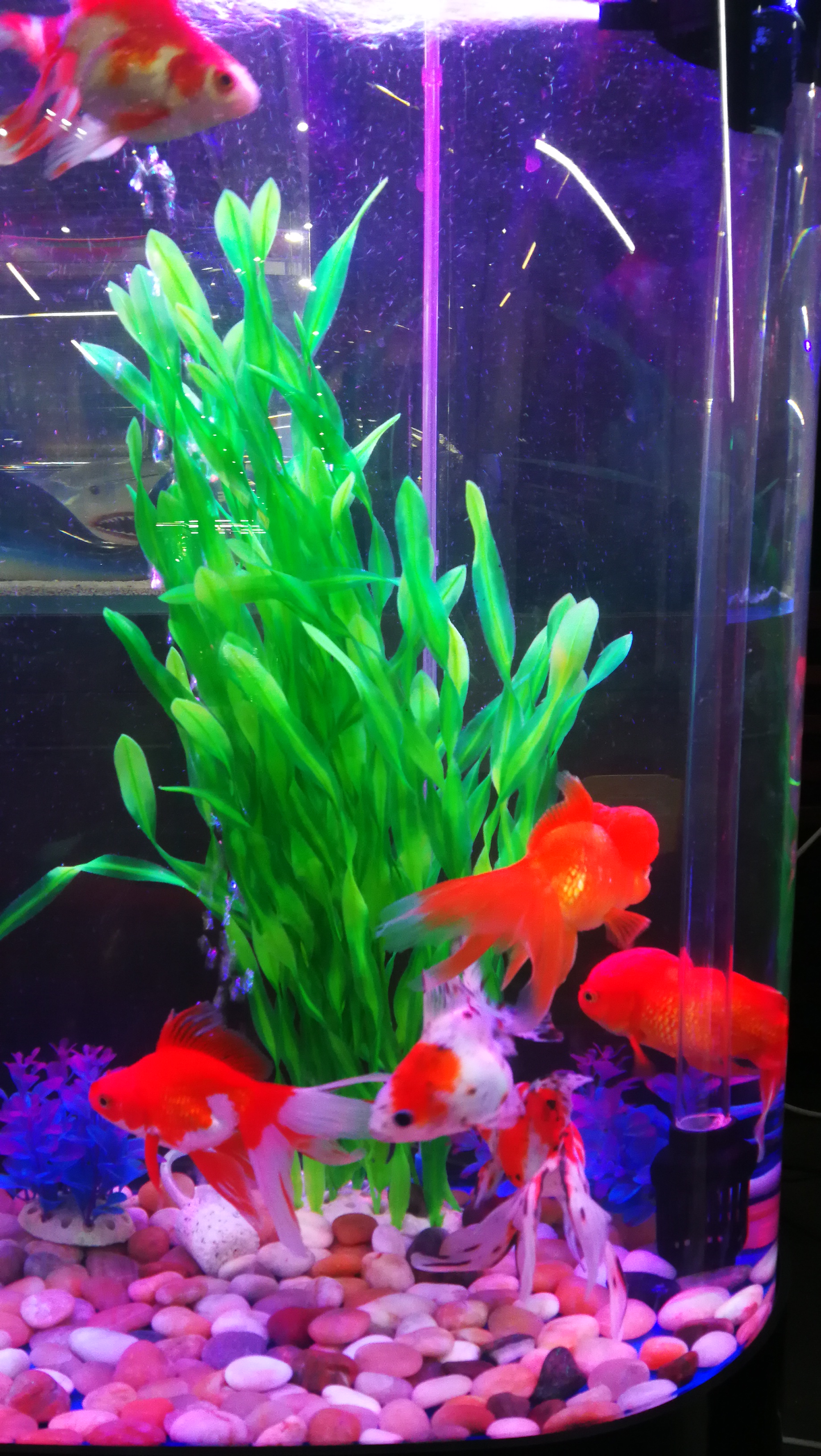 鱼缸能用塑料水草吗,塑料水草怎么消毒