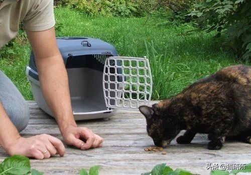 应该如何引导猫咪进航空箱,怎样让猫咪不害怕主人