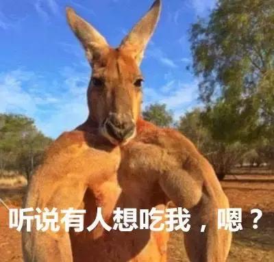 比狗还不如！澳洲国宝袋鼠做宠物口粮，就因为数量太多了……