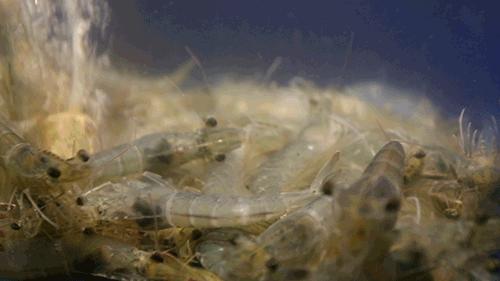 要德火锅专场直播徐州,徐州要德火锅抖音探店