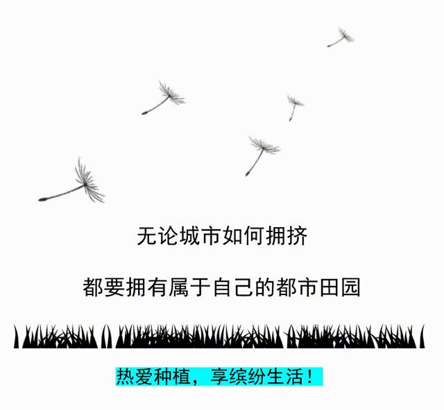 盆栽玫瑰花怎么栽培视频教程,盆栽玫瑰花在家怎么摆放