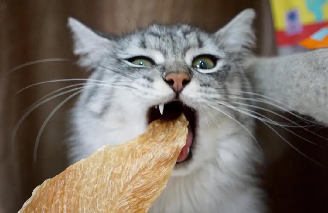 哪些食物和植物对猫咪有害,猫咪不能吃的十种食物有哪些